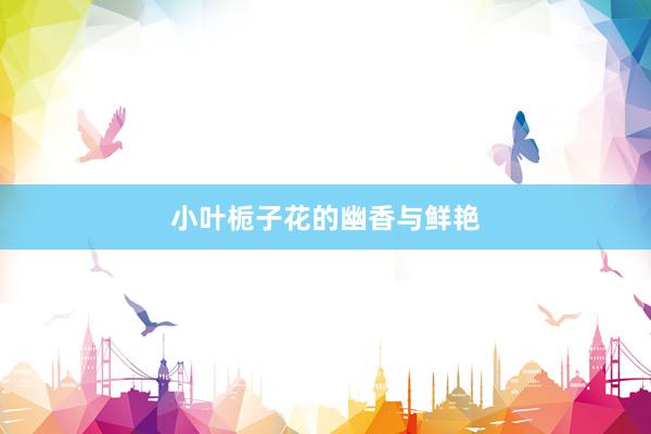 小叶栀子花的幽香与鲜艳